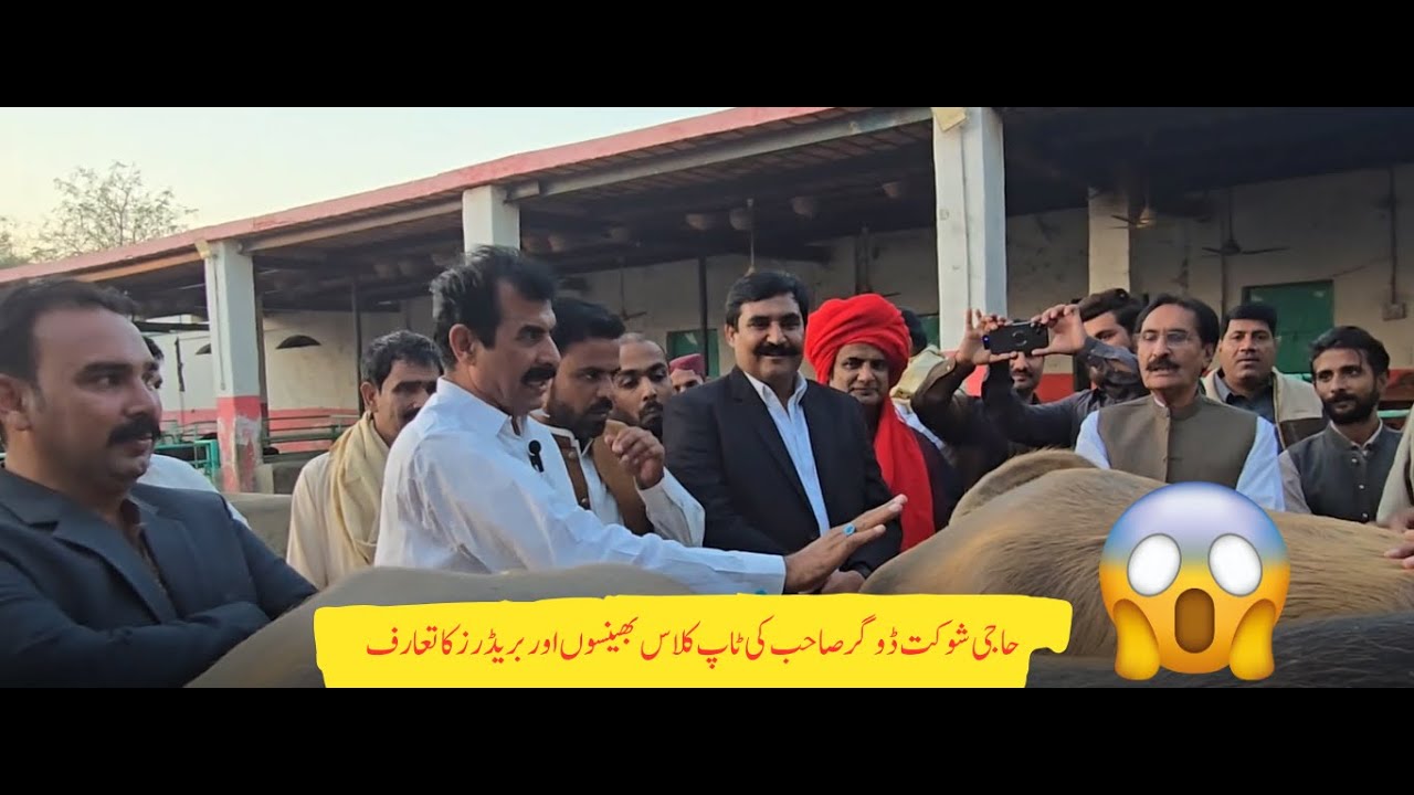 Nili Ravi | Haji Shaukat Dogar | Dogar Cattle Farm Multan | Mian Attique Official