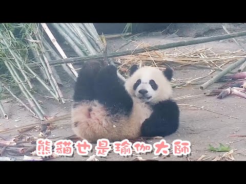 《熊貓早晚安》誰會想到熊貓竟是瑜伽大師呢？| iPanda熊貓頻道