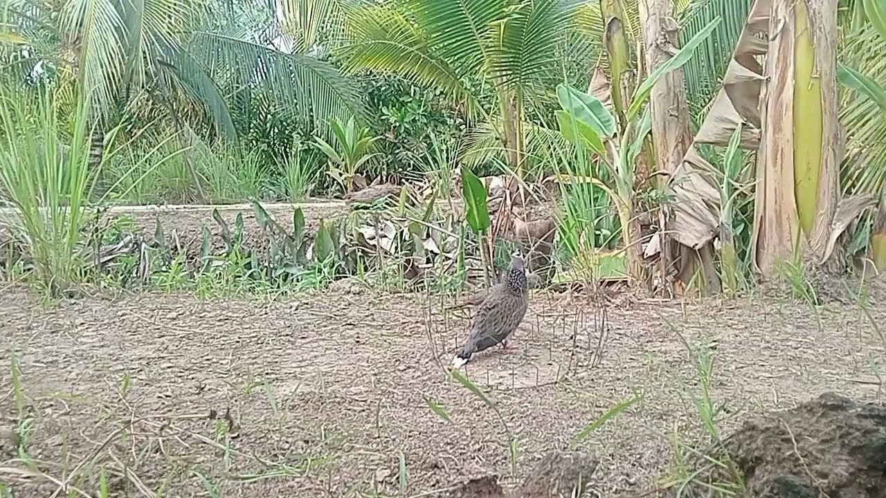 Lần 2 ra rừng đụng bổi(nết gù canh đè)