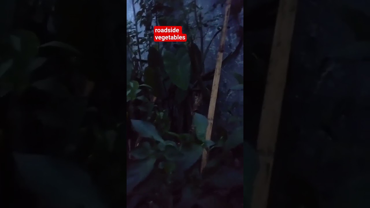 roadside plantation..