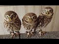 Adorable Owl Cafe in Japan Nagoya 🦉 Mofuricot Aichi