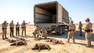 Wild Boars Are Disappearing Across This Region  What Researchers Just Discovered Is Shocking