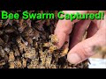 Capturing and Relocating a Honey Bee Swarm - Saving the Buzzing Bees