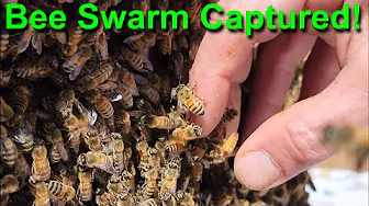 Capturing and Relocating a Honey Bee Swarm - Saving the Buzzing Bees