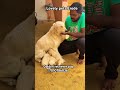 #goldenretriever #puppies in erode 7010786036. #trendingshorts #petshub #puppyshop #erodepuppies