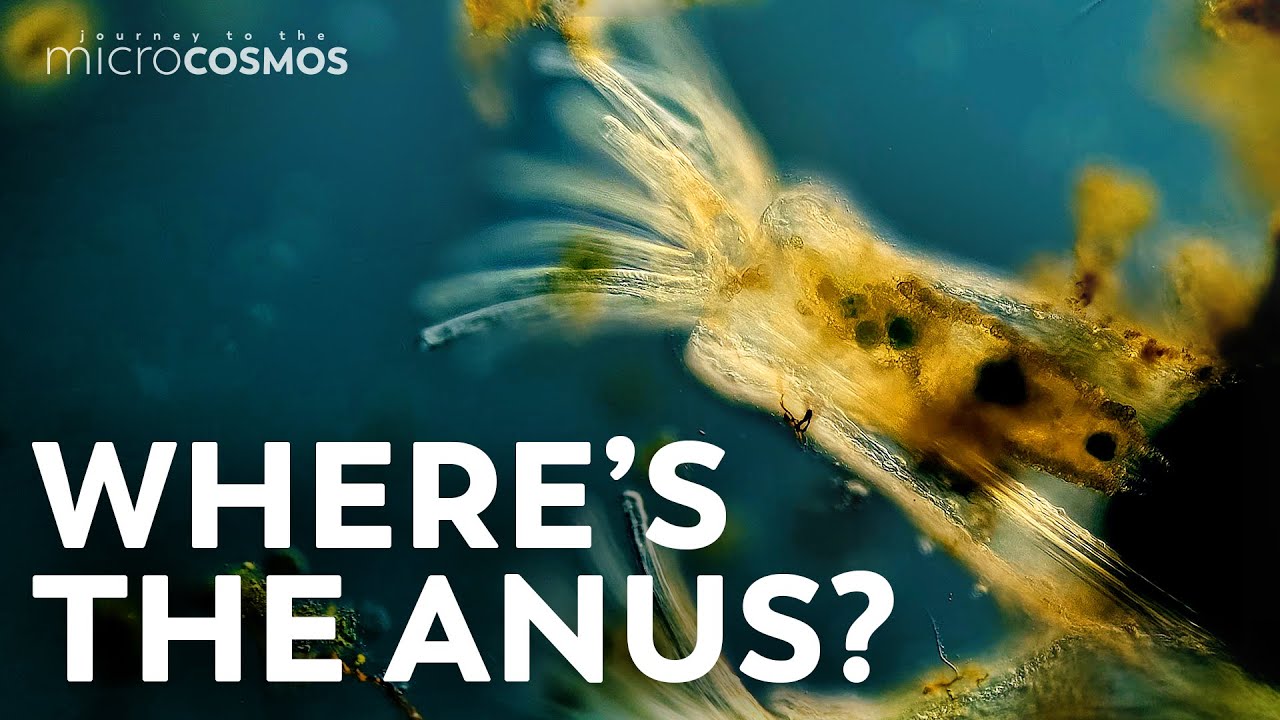 The Moss Animals That Are Defined by Their Butts