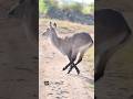 The largest antelope second to Eland found in Uganda savanna and grassland