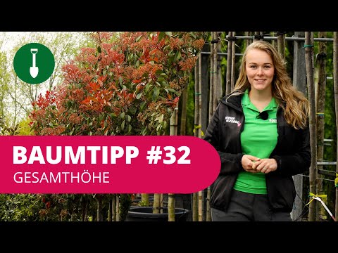 BAUMTIPP #32 | Gesamthöhe