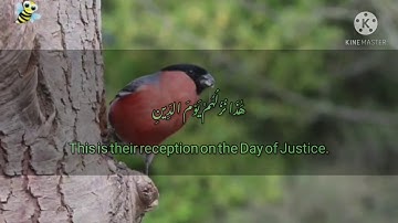 تلاوة خاشعه من سورة الواقعه بصوت الشيخ عبدالرحمن العوسي