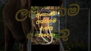කොහොමද හැන්සම් කොල්ලො ටික ❤️🦣#srilanka #elephant #viral #subscribe #support #shorts #kataragama