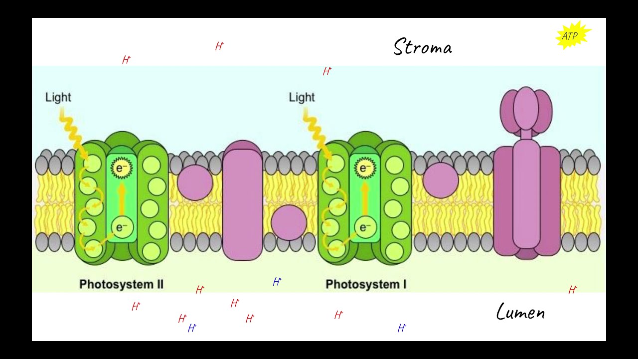Light Dependent Reactions Stop Motion