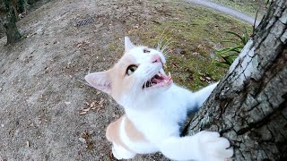普段はおしとやかなミルクティー猫がハイテンションではしゃぎ回る