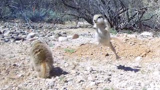 Ground Squirrel Reacts to Critter Cam, Gets Attacked: