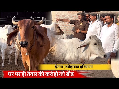 घर पर ही तैयार की करोड़ो की ब्रीड || SUBHAS HASNGA,FATEHABAD 