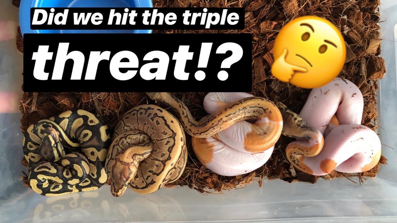 petco hours Did we Hit the Triple Threat??