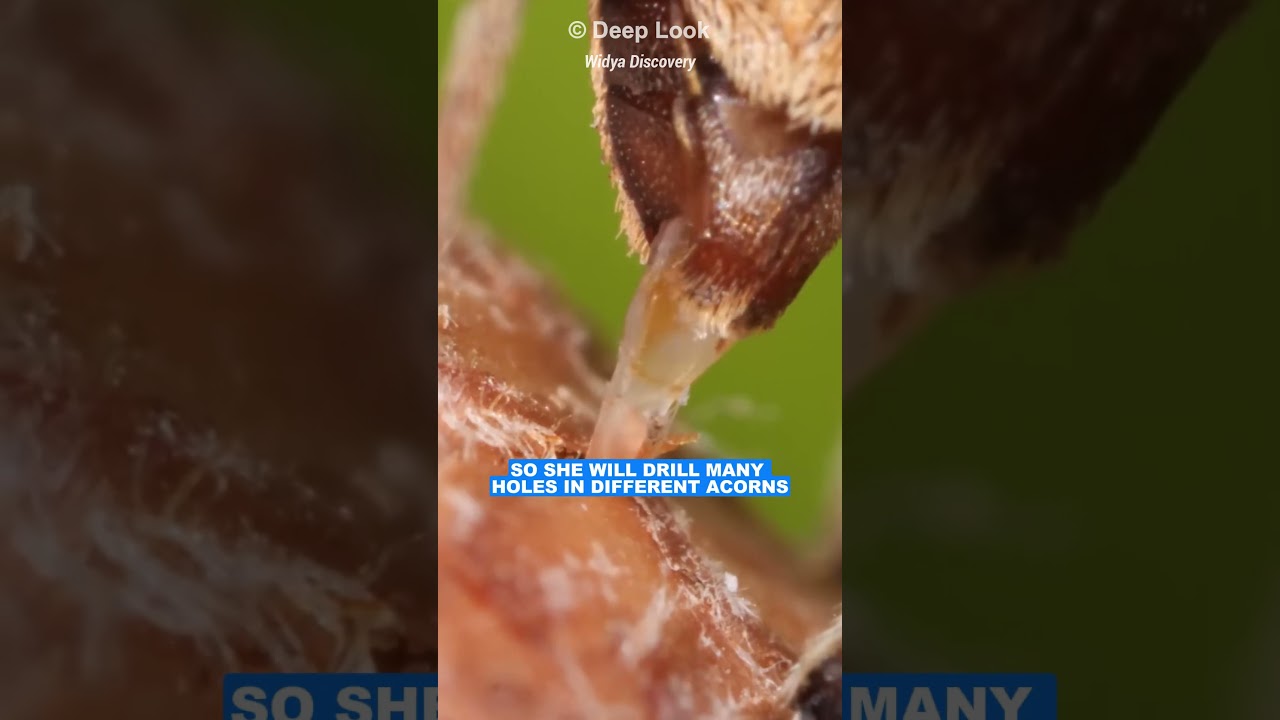 Желудевые долгоносики: крошечные бурильщики природы с удивительными способностями!