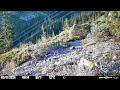 California Bobcat On The Prowl Game Camera Video - Spypoint Flex M