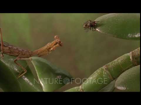 Praying Mantis Catches Fly
