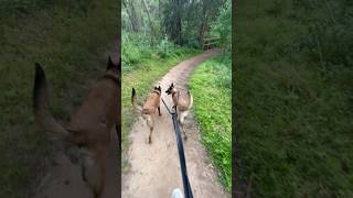 Getting our steps in with @evergreendogco.7728 leash ✅ #malinoislovers #evergreendogco #dogwalking