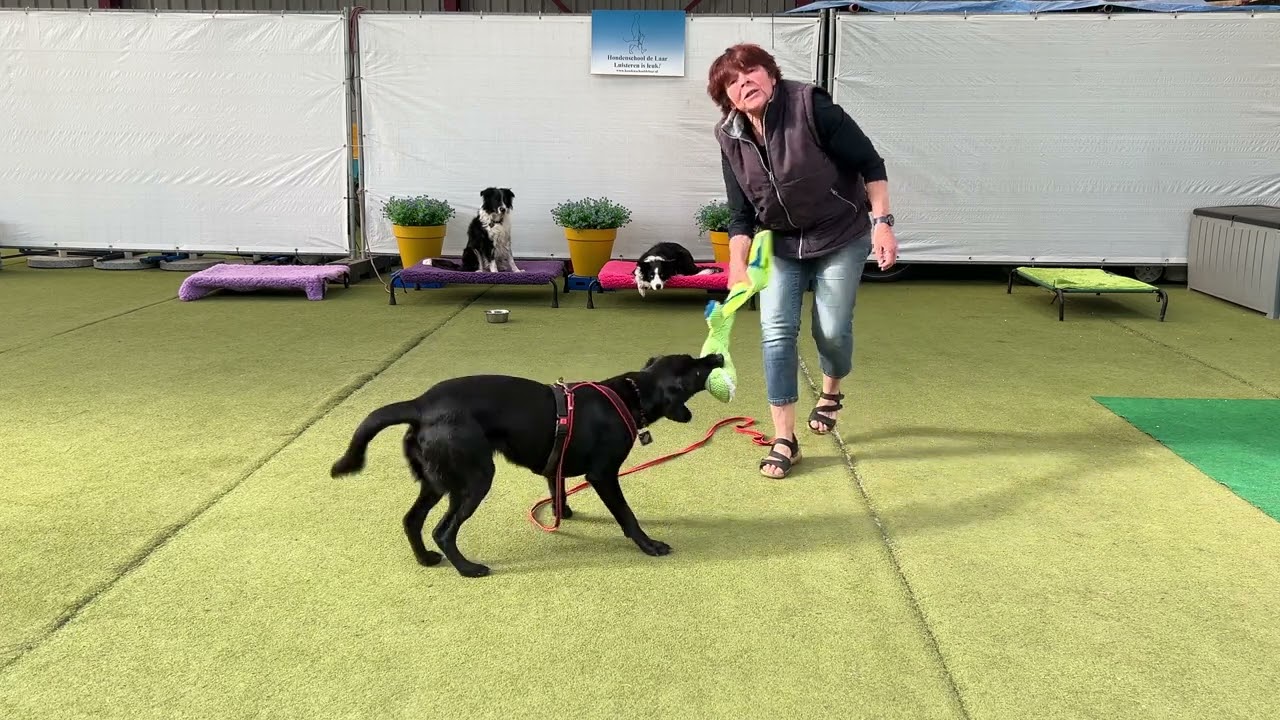 189 Hoe leer je jouw hond zich te distantiëren van de prikkel die hem opwinding geeft?