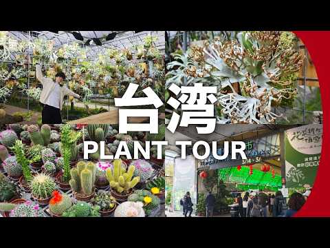 美ビカクシダ】台湾でも珍しい植物を探してきたのでご紹介したい
