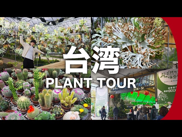 美ビカクシダ】台湾でも珍しい植物を探してきたのでご紹介したい