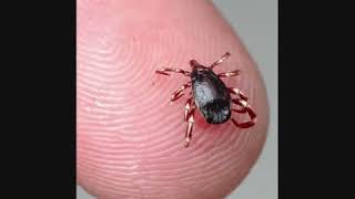 Kene Tezahurati .Fenerbahçe