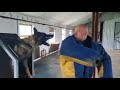 Bitework protection extreme dog training  with bandog german shepherd malinois pitbull rottweiler