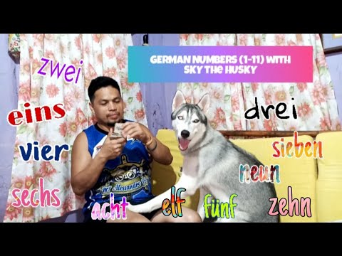 HUSKY DOG KNOWS "GERMAN NUMBERS (1-11)| Wakyrie Abs| SKY THE #HUSKY| #MAGICIAN