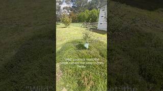 Truffle tree care