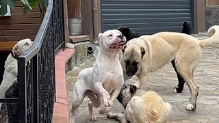 Kafesten Çikan Escobar Deli̇ye Döndü