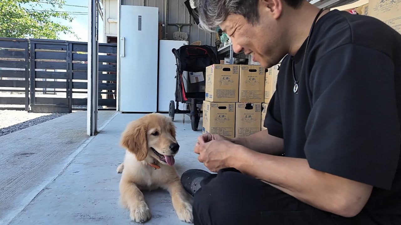 I will answer your questions in the comments. 【Golden Retriever