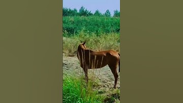 القارىء عبدالله الموسى فواتح سورة الملك