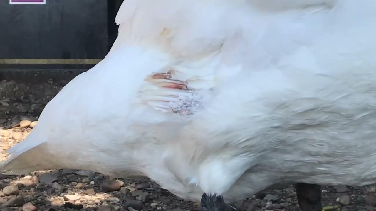 Mute swan shedding feathers & new ones coming through painfully 🪶 YouTube