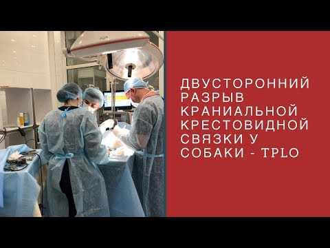 Двусторонний разрыв краниальной крестовидной связки у собак - TPLO