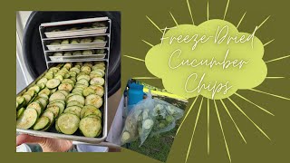 Freeze Drying Cucumber Chips #harvestright  #harvestrightfreezedryer  #freezedriedcucumbers