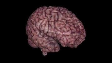 Male Brain slice through