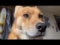 散歩の時間を報告しにくる犬（雑種犬）