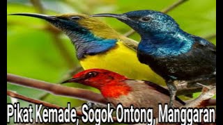 Suara pikat burung kemade, sogok ontong, manggaran