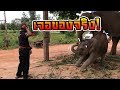 ตาทองใบ มาฝึกดาว คิดว่าดาวกลัวไหม baby elephant