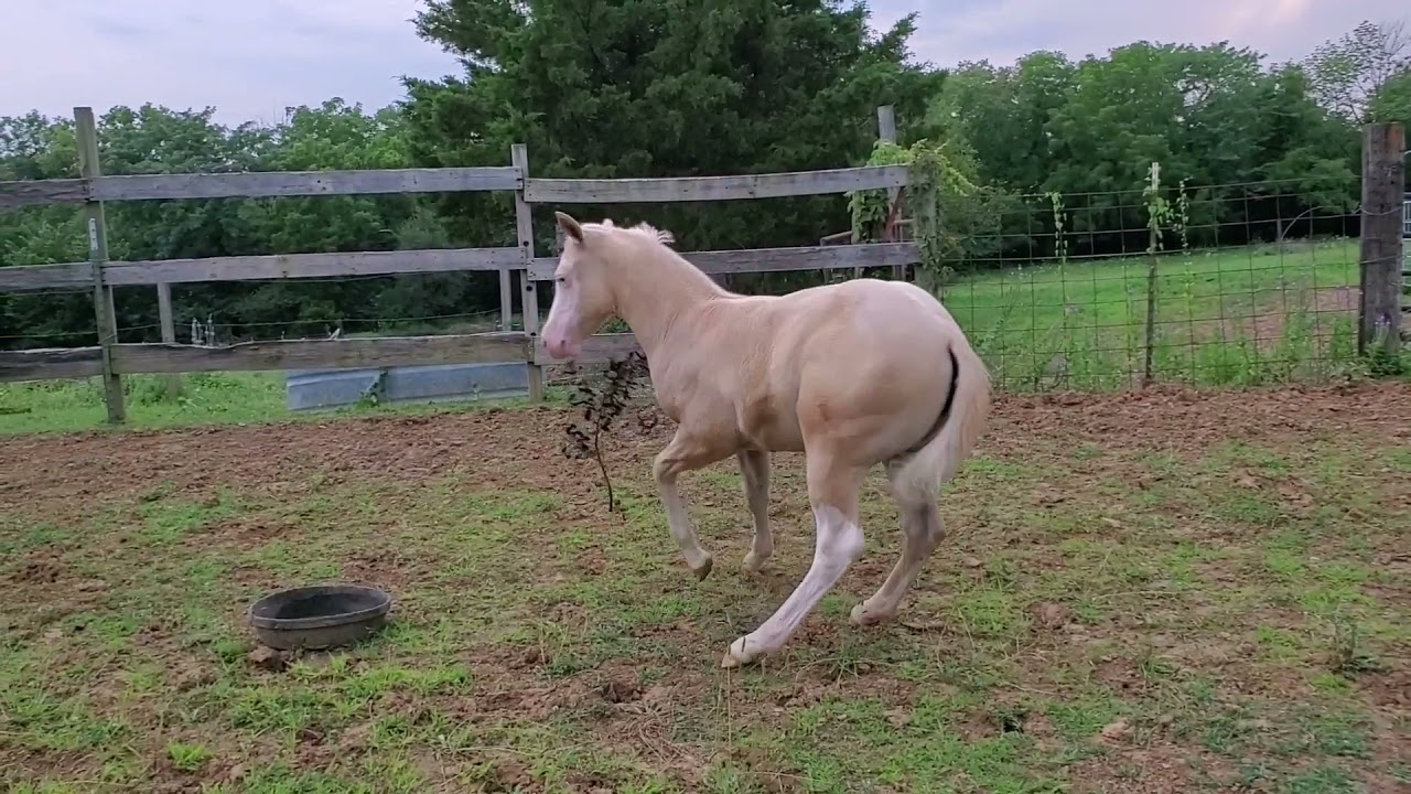 2021 Dunalino Splash White Filly by Snipers Smoking Gun - 2.5 months old