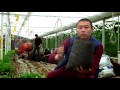 Агрохолдинг Жашыл чарба/Выращивание огурцов в теплице