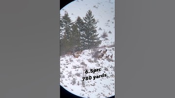 2 Elk 680 yards 6.5 prc // Elk Hunting video kill shot #hunting
