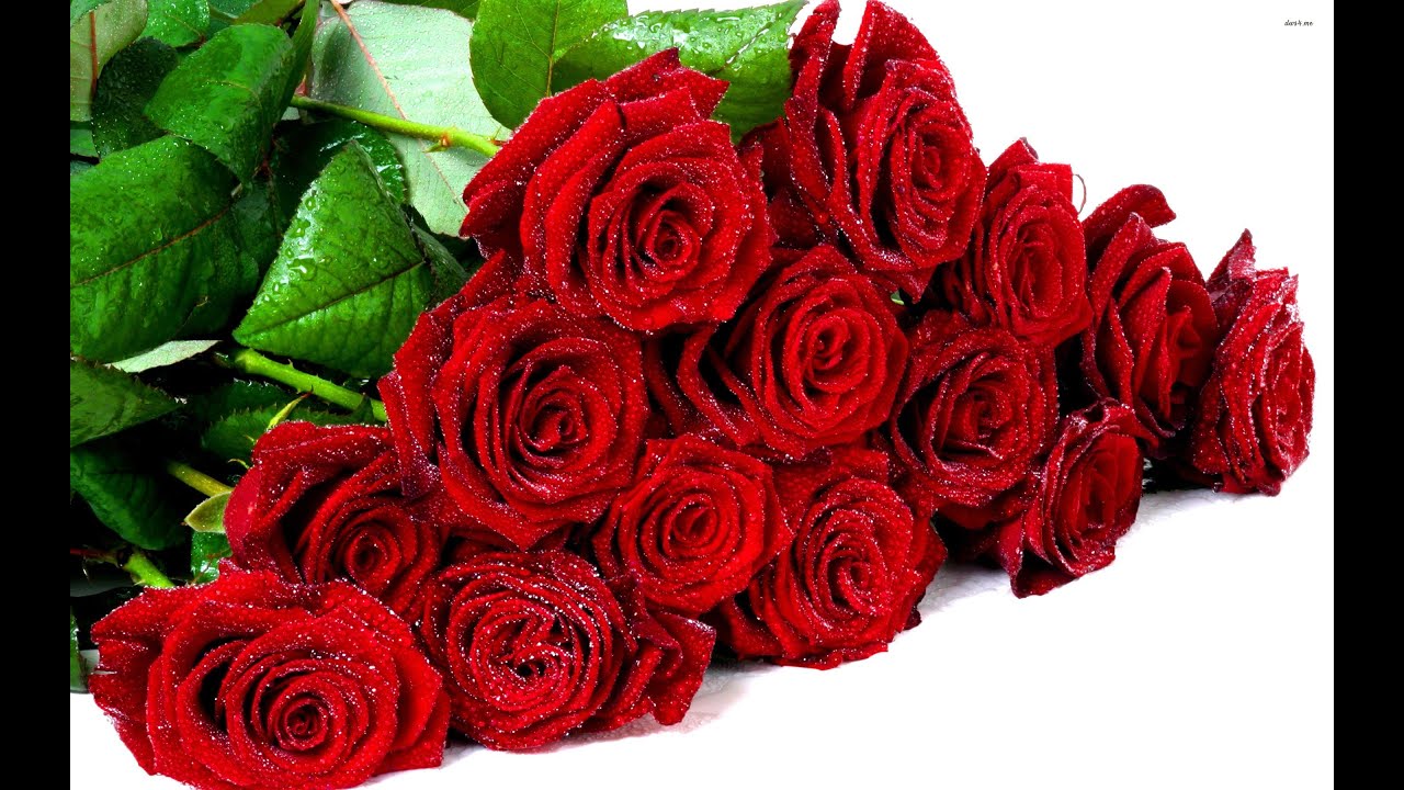 dream interpretation Rose(s) Dream Explanation YouTube