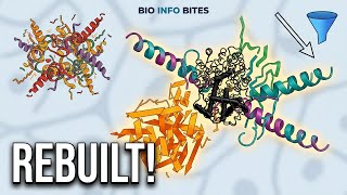 The Anfinsen Experiment: Proteins Can Rebuild Themselves? #bioinformatics
