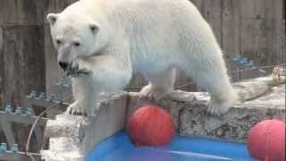思わずよだれが出ちゃうララ~Polar Bear salivated