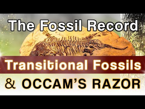 The Fossil record, Transitional Fossils and Occam's Razor - YouTube