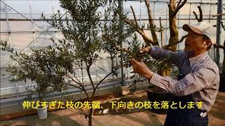 オリーブの剪定 間引く剪定編 Youtube オリーブの剪定 間引く剪定編 Youtube