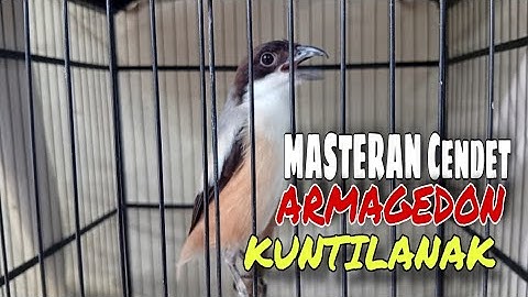 Masteran Burung Cendet Materi ARMAGEDON dan KUNTILANAK