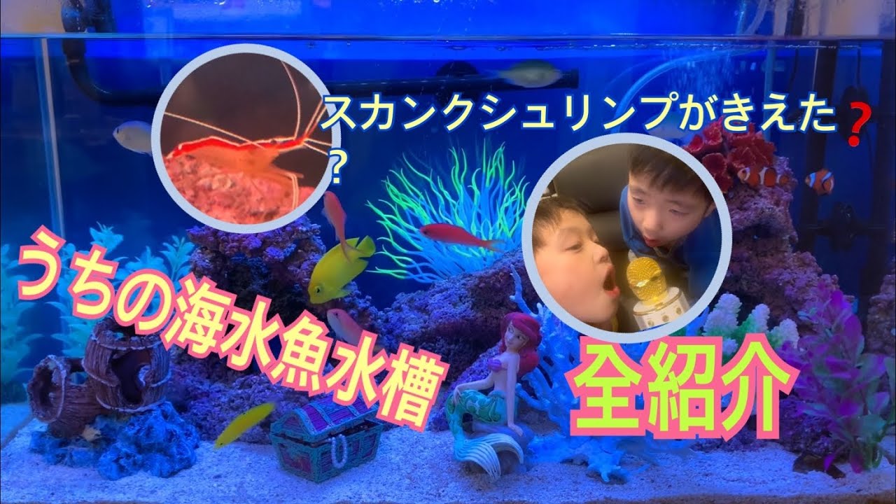 スカンクシュリンプが消えた うちの海水魚水槽 全部紹介 Youtube